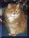 Miel.gif (27499 octets)